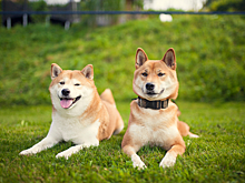 Сколько живут сиба-ину?