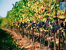 В Дагестане поставлена задача наращивать площадь виноградников