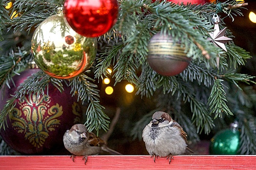 На западе Украины запретили рождественскую елку