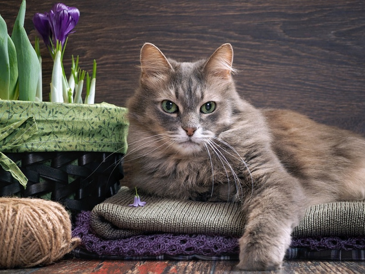 Большой друг: как сделать своего питомца идеальным компаньоном