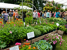 В Новосибирске три недели будут работать дачные ярмарки