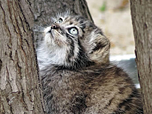 Пропавший манул Баюн умер от инфекции в зоопарке под Санкт-Петербургом