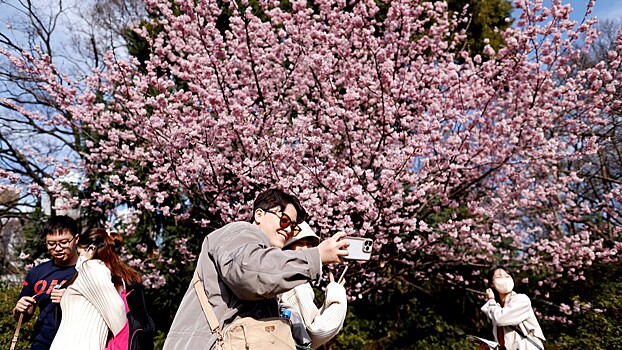 В японском Токио стартовал сезон цветения сакуры