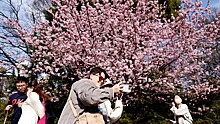В японском Токио стартовал сезон цветения сакуры