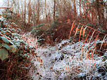 Резкое похолодание ожидается в регионах Центральной России с вечера 30 октября