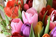 К 8 Марта в Омской области вырастили 24 сорта тюльпанов