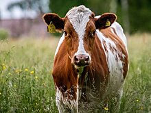 В Татарстане утвердили порядок предоставления субсидий на строительство молочных ферм