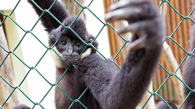 У обезьян обнаружили потенциально смертоносные для человека вирусы