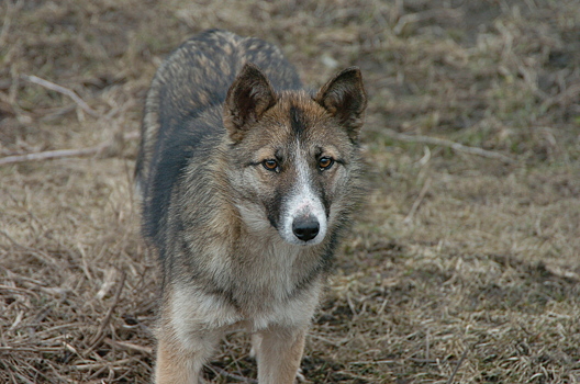 Наше собачье дело