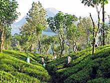 Туроператор объявил стоимость туров на Шри-Ланку