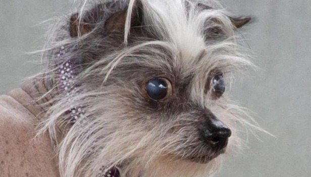 В Великобритании ищут хозяина «слишком уродливой» собаке