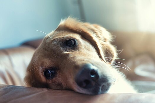 Как помочь питомцу справиться с «собачьей депрессией»