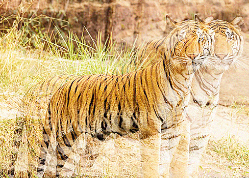 Популяция тигров в Непале увеличилась в два раза