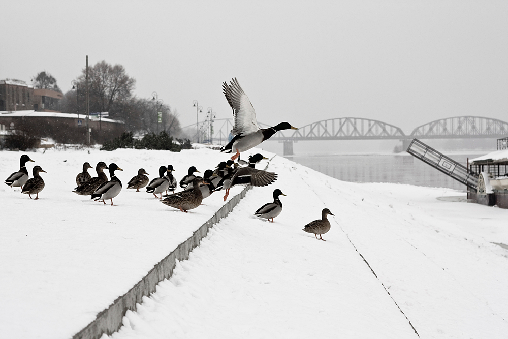 Торунь, Польша, Европа