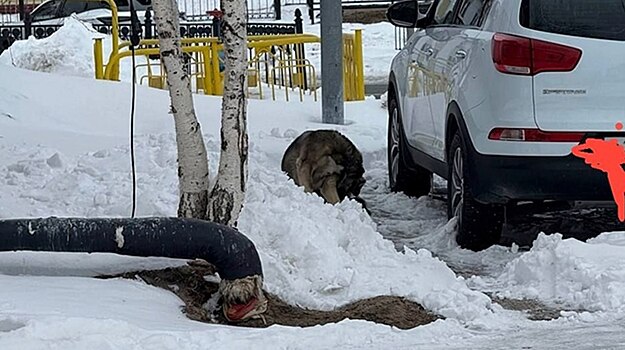 В Тарко-Сале собака покусала прохожего