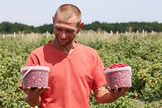 Малиновое настроение: На Ставрополье фермеры стали выращивать ягоды