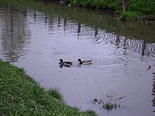 Дерматолог: купание в стоячих водоемах чревато церкариозом