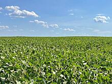 Тамбовская область занимает 4-е место в России по страхованию урожая на условиях господдержки