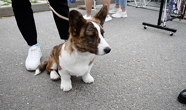 Корги-спасатели испытали силу и ловкость на полосе препятствий