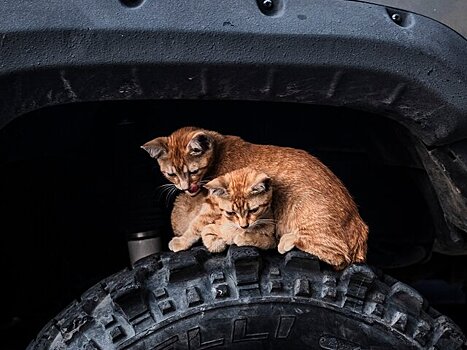 Москвичей призвали перед поездкой осматривать авто из-за прячущихся от холода кошек
