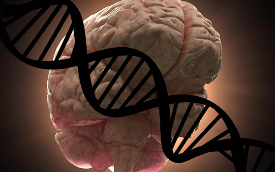 Мусорная ДНК участвует в развитии мозга