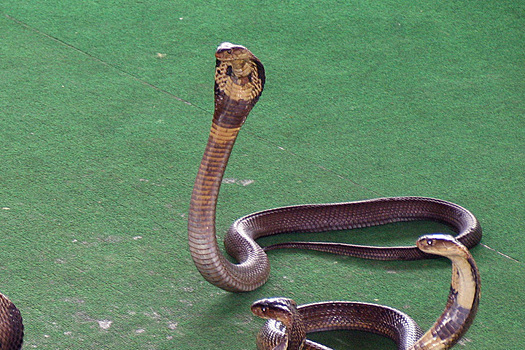 «Она не могла говорить»: популярная певица умерла в муках после укуса змеи