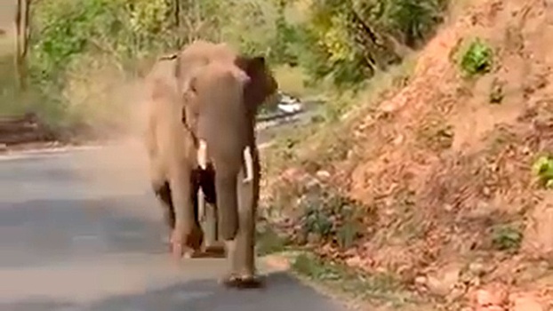 Агрессивный слон напал на туристов в Индии: видео