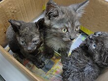 Трех обгоревших котят и кошку выбросили в мусорку на Дону
