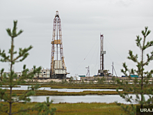 Власти ХМАО потребовали от нефтеразведочной компании вернуть лесные участки