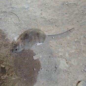 В подвале дома на Красина, 47 завелись наглые крысы