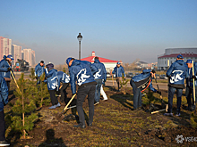 Кузбасские единороссы "обменяли" макулатуру на саженцы кедровой сосны в Кемерове и Новокузнецке