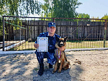 Оружие, запрещенные вещества и взрывчатка: и кинологи УФСИН показали способности своих подопечных