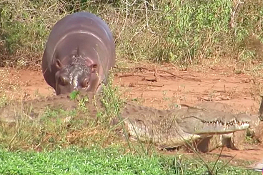 Суровый буйвол наказал нахального бегемота за обиженных крокодилов