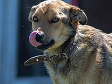 Биткоин, Тетрис и Майбах: челябинские ветеринары назвали самые странные клички животных, которых им приходилось лечить