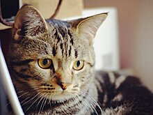 BFMTV: француженка получила штраф за мяуканье ее кота в поезде