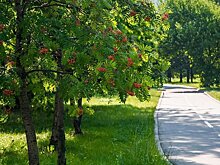 Дендрологи рассказали, какие деревья чаще всего высаживают в Москве