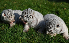 В Крыму родились трое бенгальских тигрят