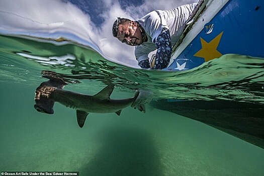 30 лучших потрясающих снимков с конкурса подводной фотографии Ocean Art 2020