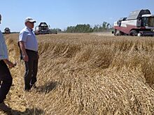 Уборочная страда началась в половине муниципалитетов Ростовской области