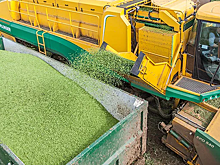 В Краснодарском крае собрали более 120 тысяч тонн гороха