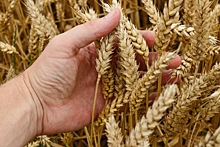 Эксперты прогнозируют урожай зерновых в России в 2021 году на уровне 124 млн тонн