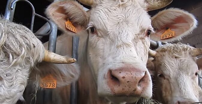 Разработка калининградских ученых позволит отказаться от антибиотиков в рационе сельхозживотных