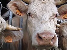 Разработка калининградских ученых позволит отказаться от антибиотиков в рационе сельхозживотных