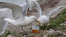 Буйные чайки-алкоголики атаковали пляжи Великобритании