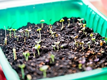 Новосибирский агроном назвала способ правильно определить день посева овощей