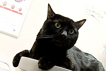 Пермский кот-донор Люцифер спас восьмерых собратьев