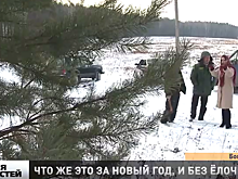 Как купить живую елку за 10 рублей