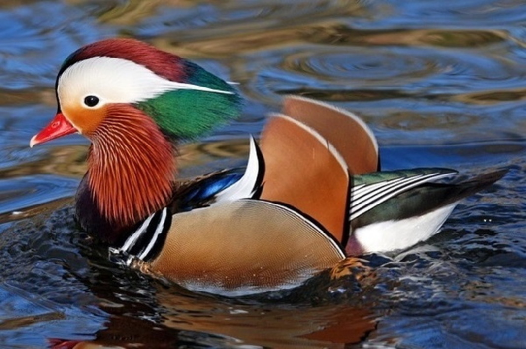 В Москве заметили краснокнижных уток-мандаринок - Рамблер/новости