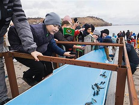 В Самарской области ТОАЗ выпустил в акваторию Волги 12 тысяч мальков сазана и толстолобика