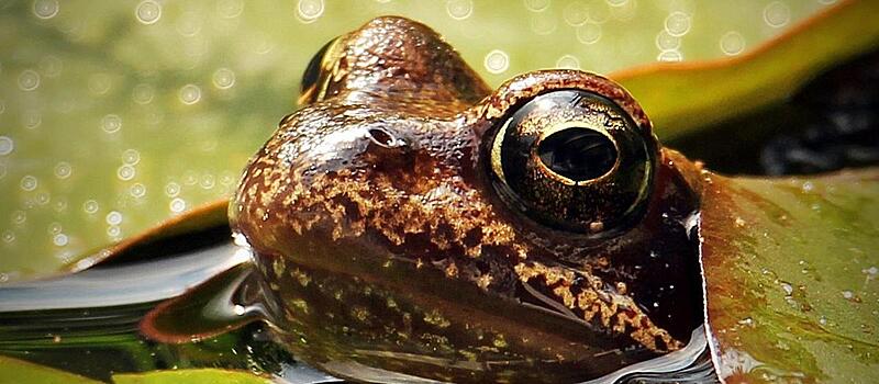 Лягушки Хабаровского края заголосили от любви и теплой зимы